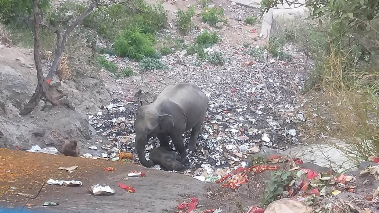 Baby elephant injured by slipping while drinking water in the river road jammed Kotdwar uttarakhand news
