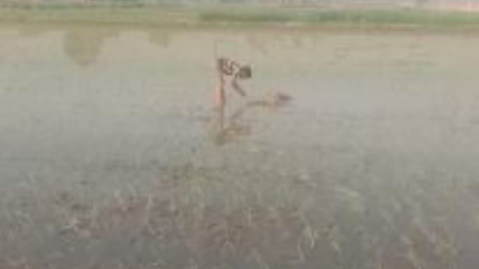 young man cut off the horn of dead deer in shahjahanpur