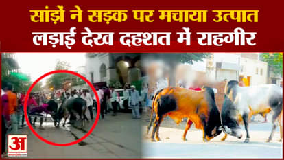 Rajgarh News: Two bulls fighting on the road created a ruckus