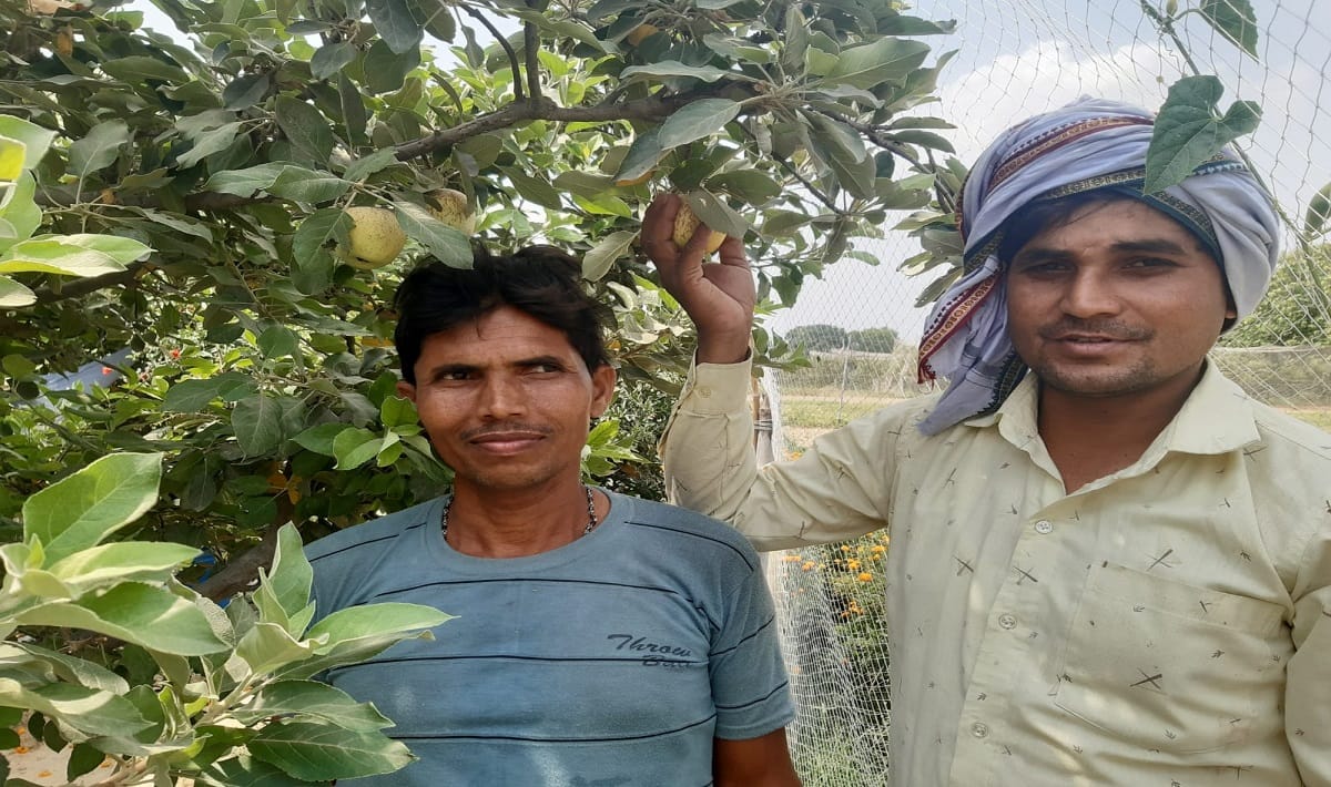 Farmers of Varanasi did amazing Work Apples grown at 40 to 42 degree temperature