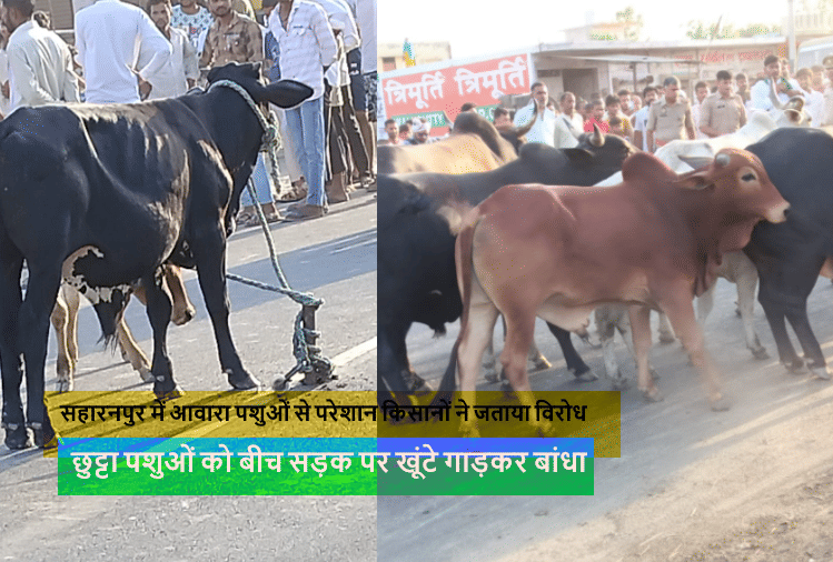 Farmers tied loose animals by burying pegs in the middle of the road