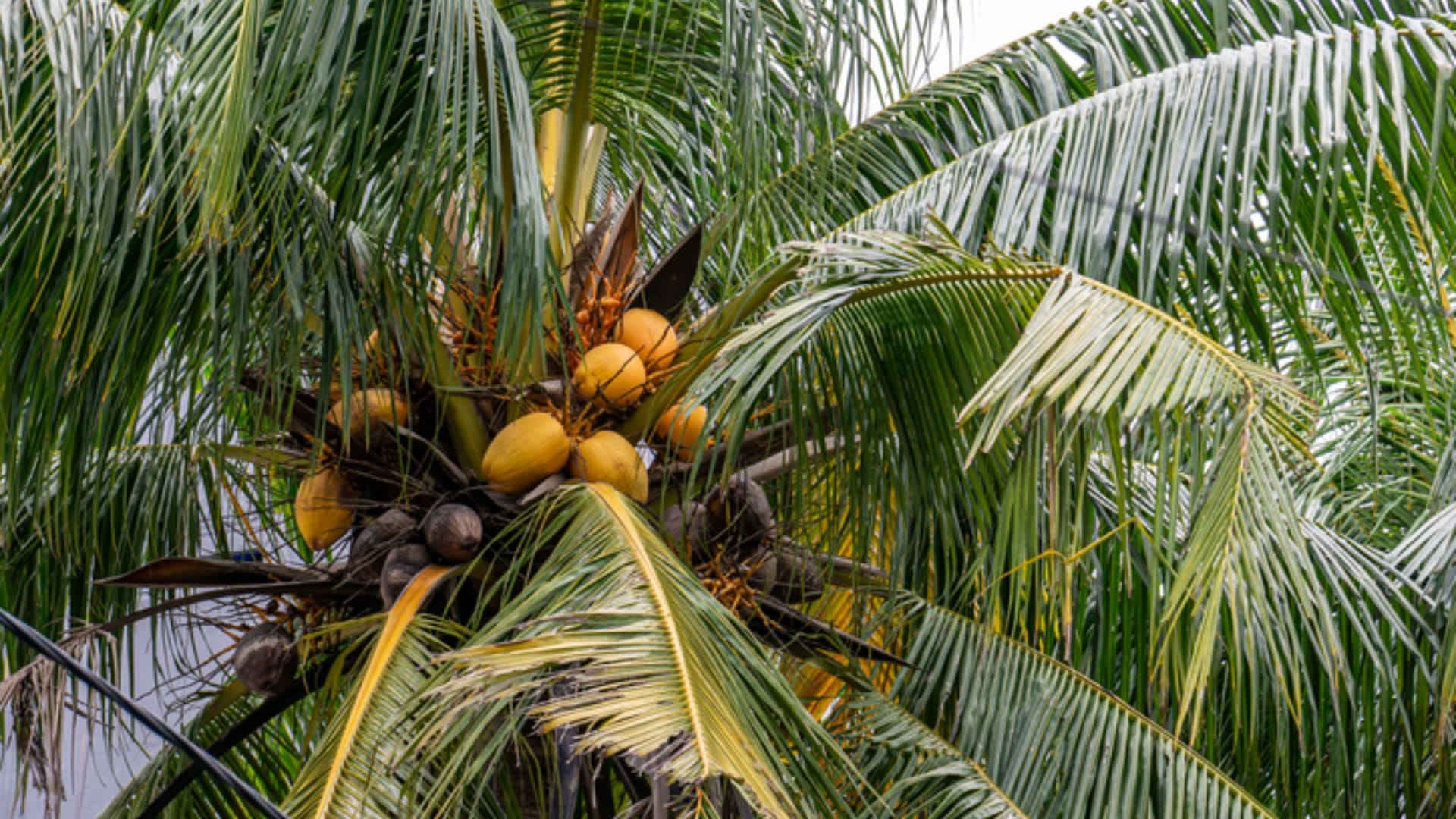 where does coconut water come from know in hindi jane nariyal me pani kaise aata hai