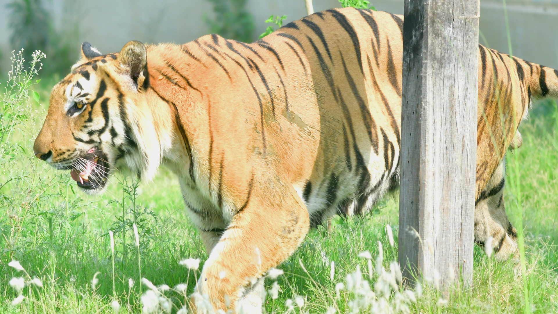 Wear cotton clothes cover body and drink plenty of water due to heat wave