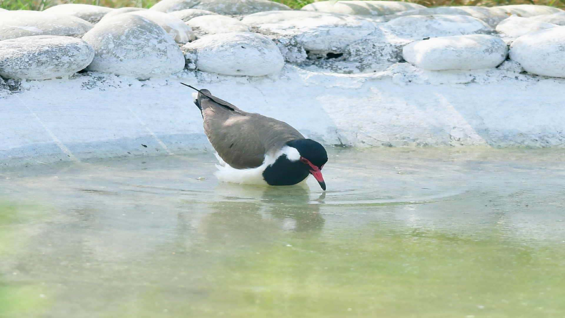 Wear cotton clothes cover body and drink plenty of water due to heat wave
