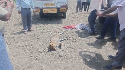 Leopard found dead near Pilibhit tiger reserve