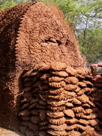 cow dung