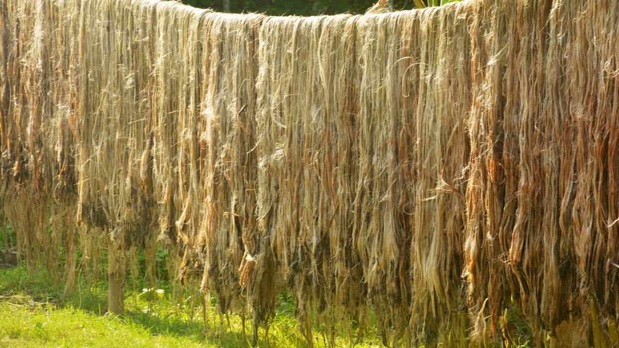 Business Ideas: How To Start Jute Farming Business In India In Hindi