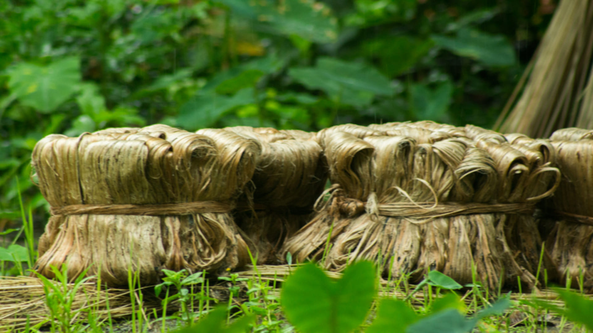 Business Ideas: How To Start Jute Farming Business In India In Hindi