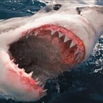 Shark