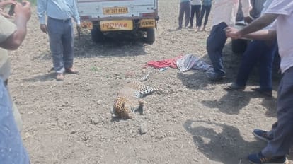 Pilibhit: After Dudhwa, leopard died of hunger and heat in Pilibhit, dead body found in forest area