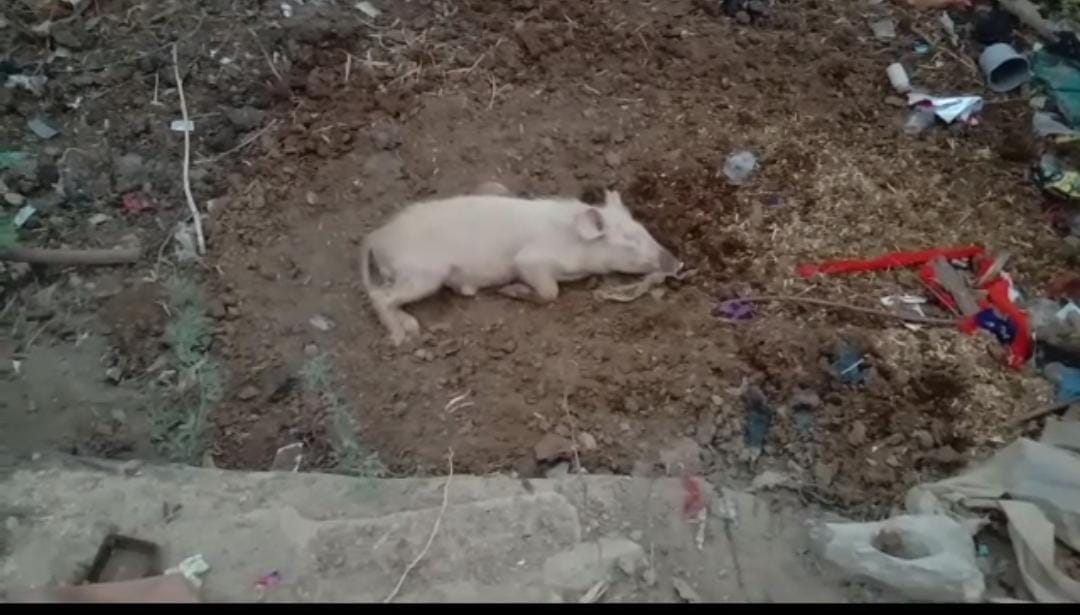 मुरैना में अज्ञात बीमारी से सुअरों की मौत हो रही है ।
