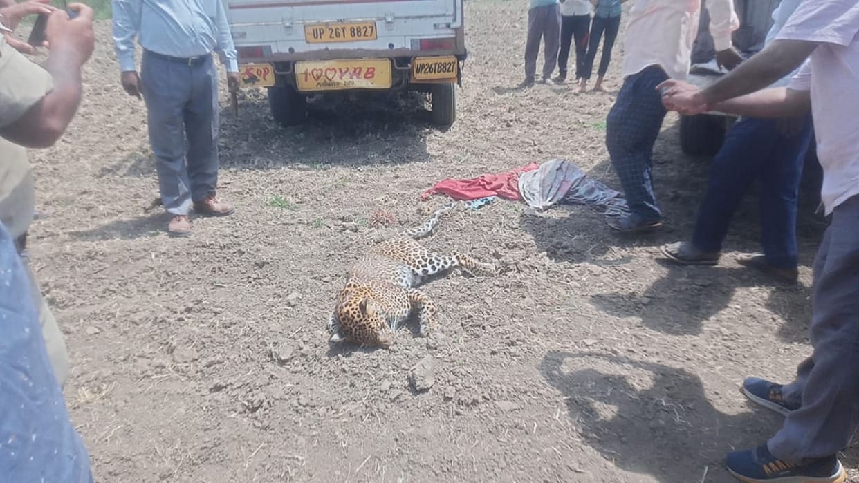 Pilibhit: After Dudhwa, leopard died of hunger and heat in Pilibhit, dead body found in forest area