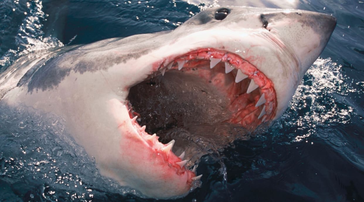 Egypt: The shark that killed the young man was first beaten to death, now his mummy will be kept in the museum