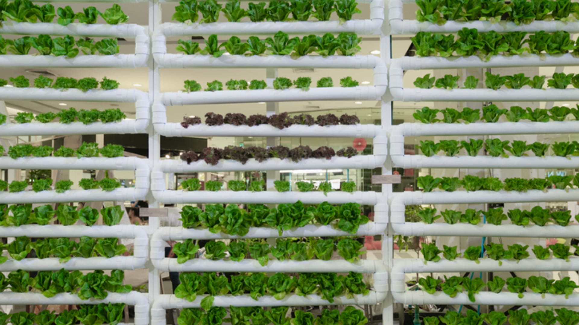 hydroponic farming in israel know interesting facts about vertical farming technology