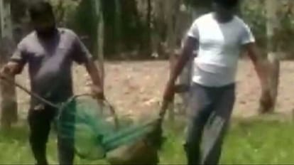 dogs attacked the nagar nigam team who went to catch the dog in bareilly