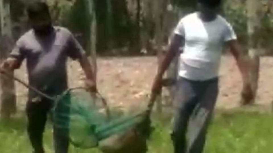dogs attacked the nagar nigam team who went to catch the dog in bareilly