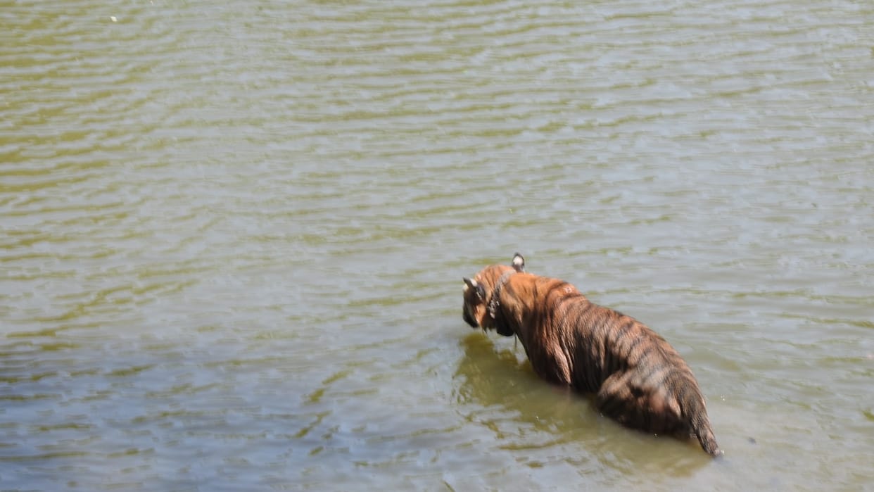 N-2 died in territorial conflict between two tigers in Nauradehi Sanctuary