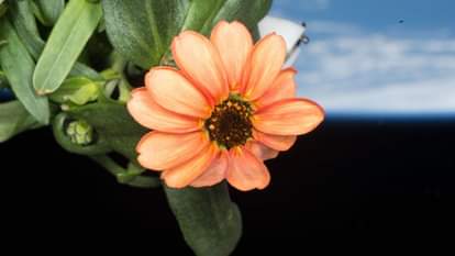 nasa shares stunning pic of flower grown in space