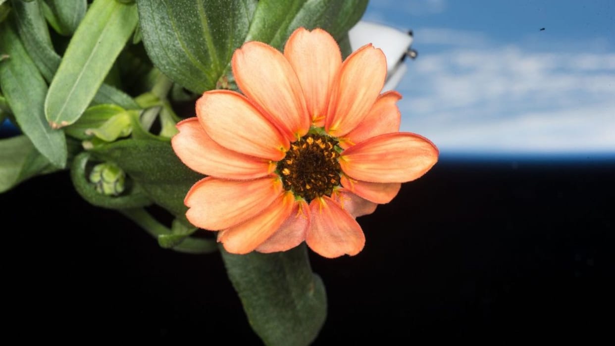 nasa shares stunning pic of flower grown in space people reacts on internet asked how did it happen