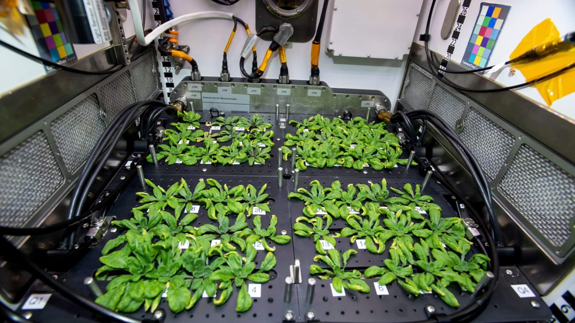 nasa shares stunning pic of flower grown in space people reacts on internet asked how did it happen