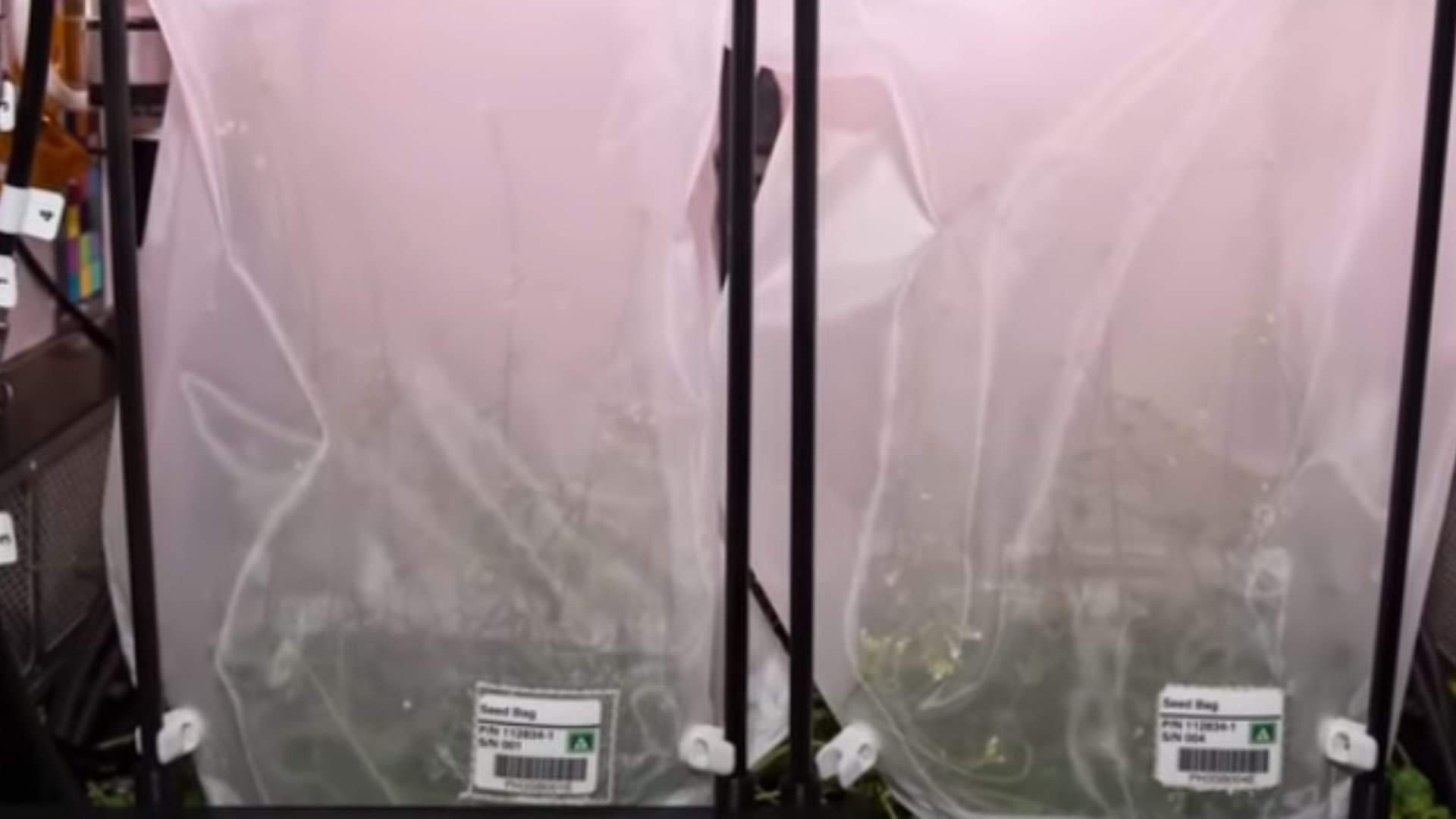 nasa shares stunning pic of flower grown in space people reacts on internet asked how did it happen