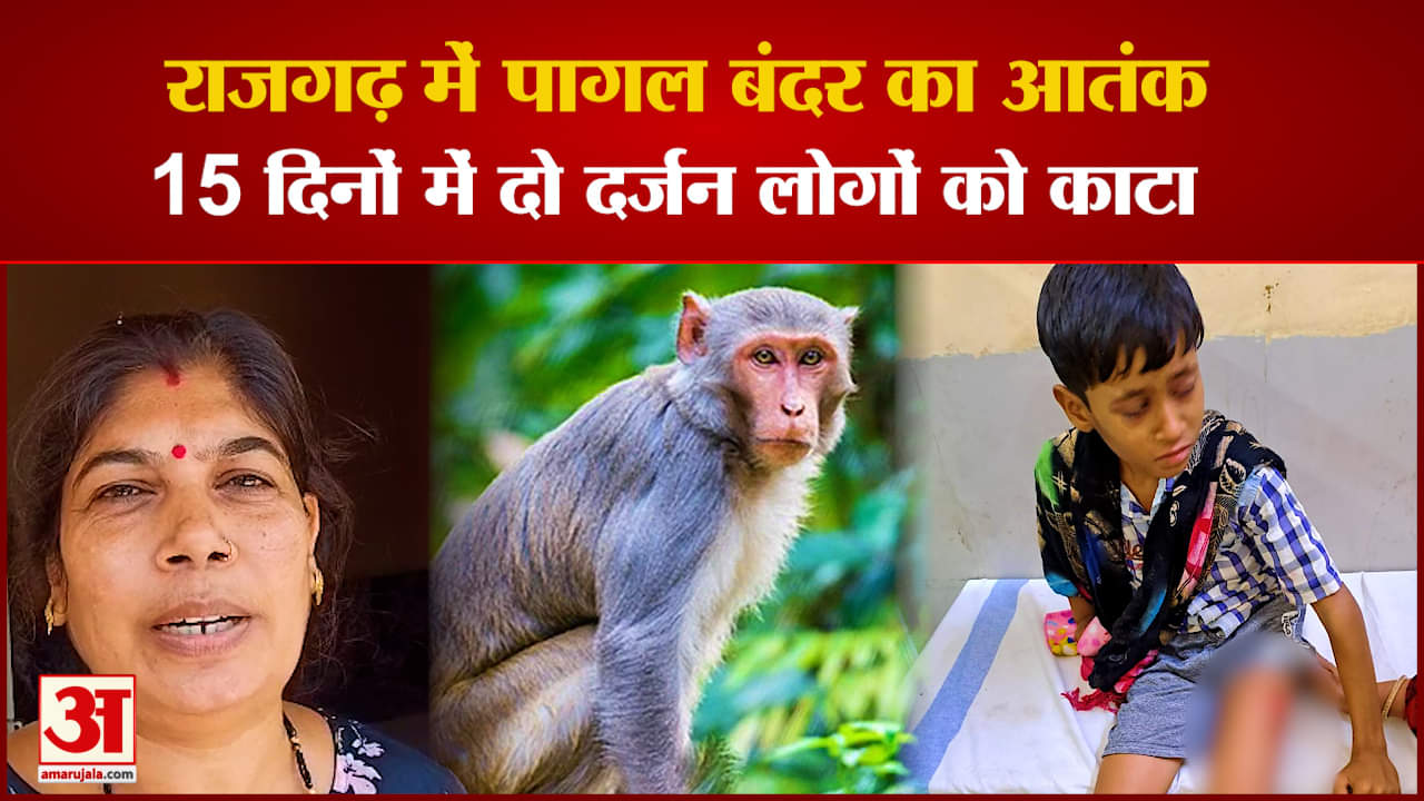 राजगढ़ में बंदर का आतंक