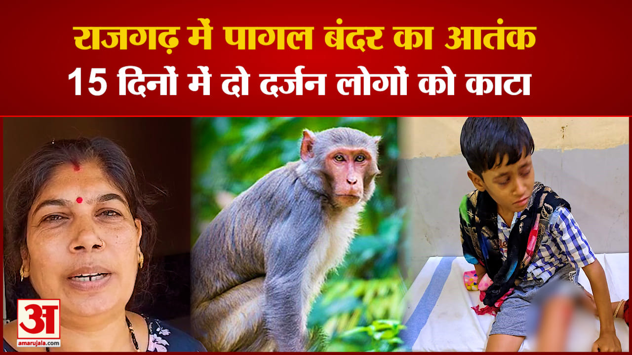 राजगढ़ में बंदर का आतंक