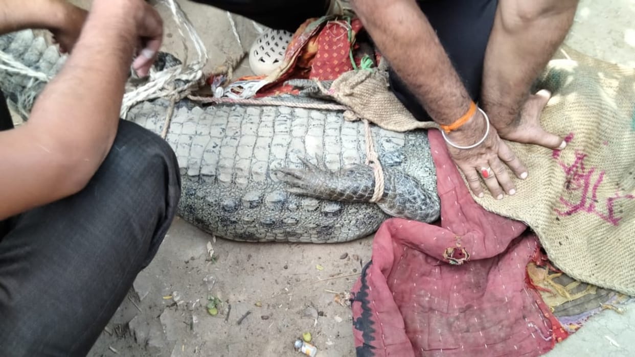 Eight feet crocodile entered a house in Sidhi district, forest department caught it