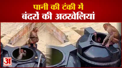 Damoh: Monkeys made water tank a swimming pool, jumped and took bath to get relief from the heat