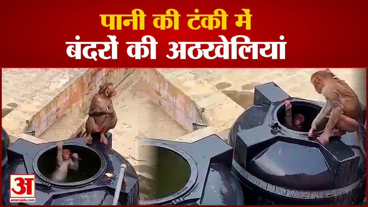 पानी की टंकी में बंदरों की अठखेलियां