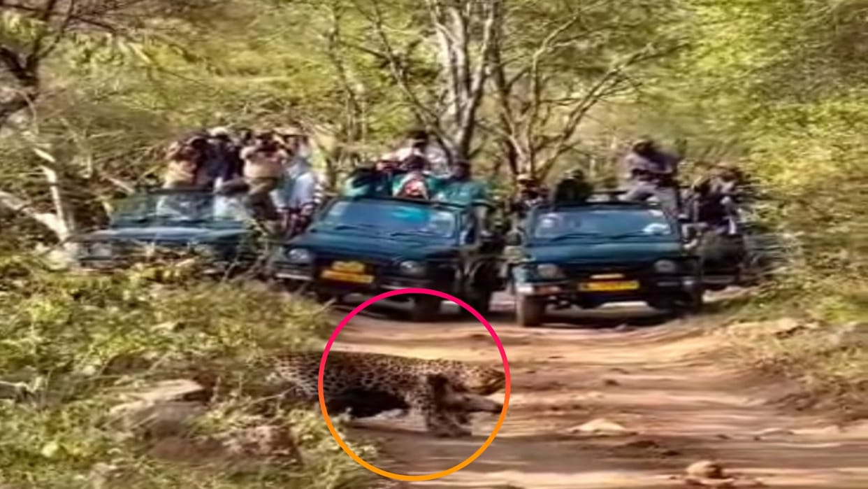 Sawai Madhopur Leopard hunted Sambhar in Ranthambore Tiger Reserve