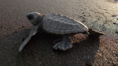 world sea turtle day 2023, Sea turtles are protectors of the marine ecosystem