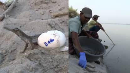 1. अंडे से बाहर निकलता घड़ियाल का बच्चा, 2. बच्चों को नदी में छोड़ते कर्मचारी