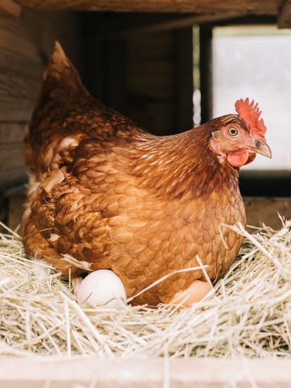 who came first chicken or egg scientists reveal in new reasearch