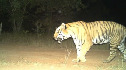 Tigers in Uttarakhand: उत्तराखंड के हर चार किमी में एक बाघ, पढ़ें ये खास रिपोर्ट Tigers in Uttarakhand 2023 Special report