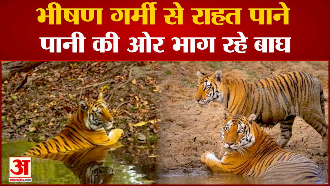 बांधवगढ़ टाइगर रिजर्व