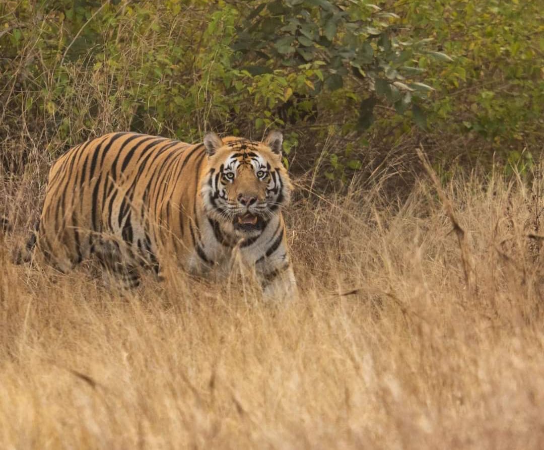 Tiger attacks villager guarding farm in Lakhimpur Kheri