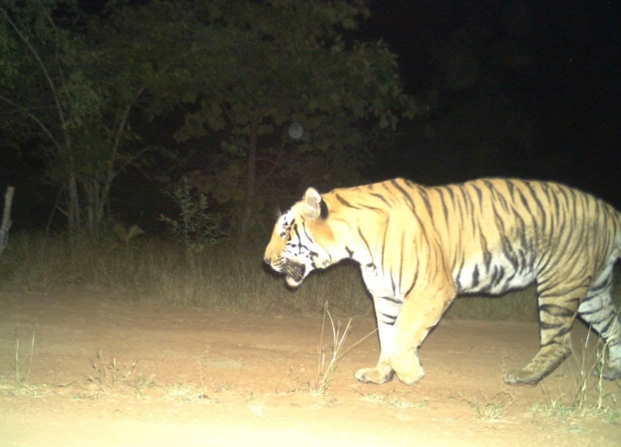 Tigers in Uttarakhand 2023 Special report