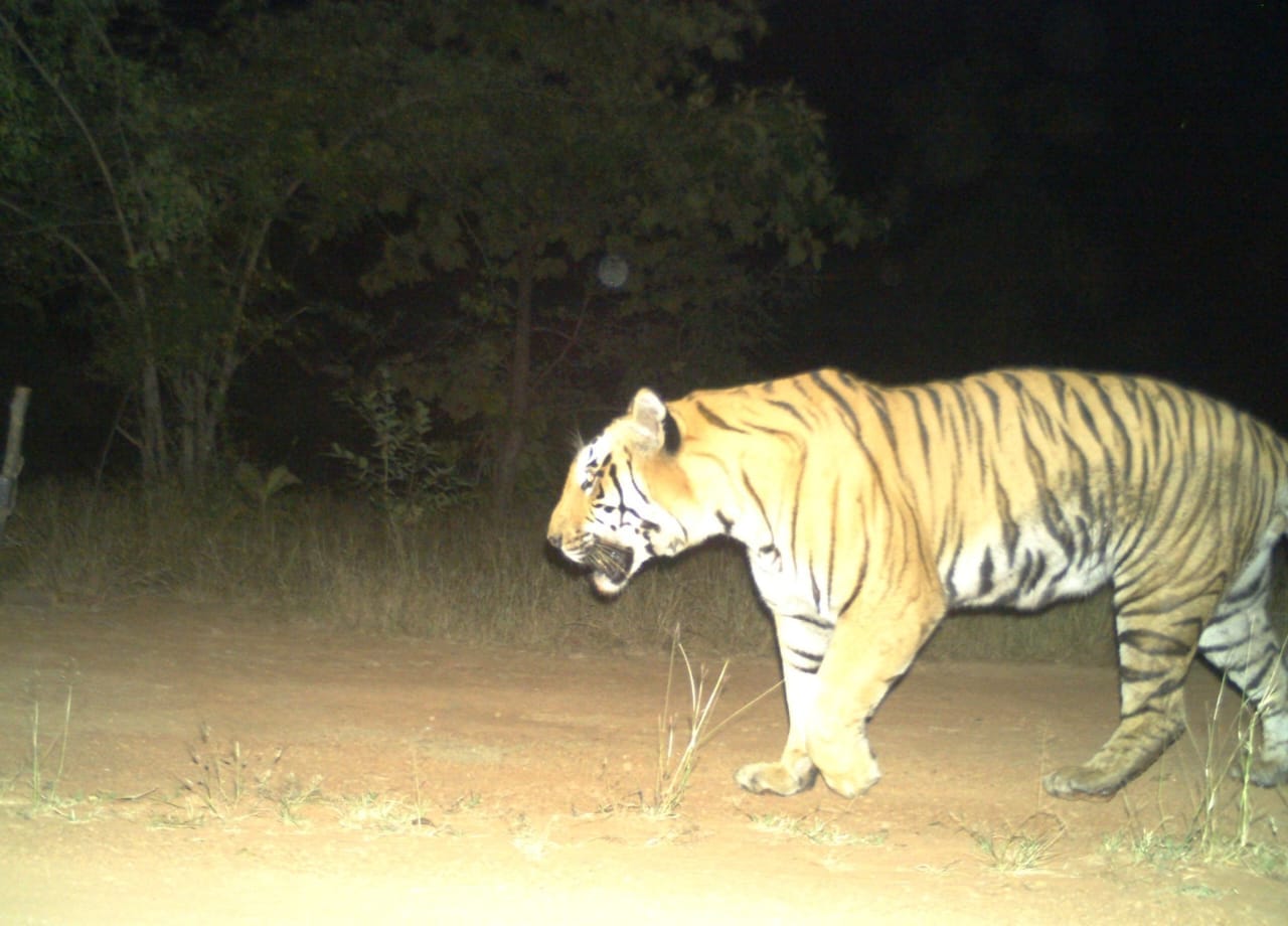 Nauradehi Wildlife Sanctuary: The biggest question after the clash of two tigers, who will become the king of