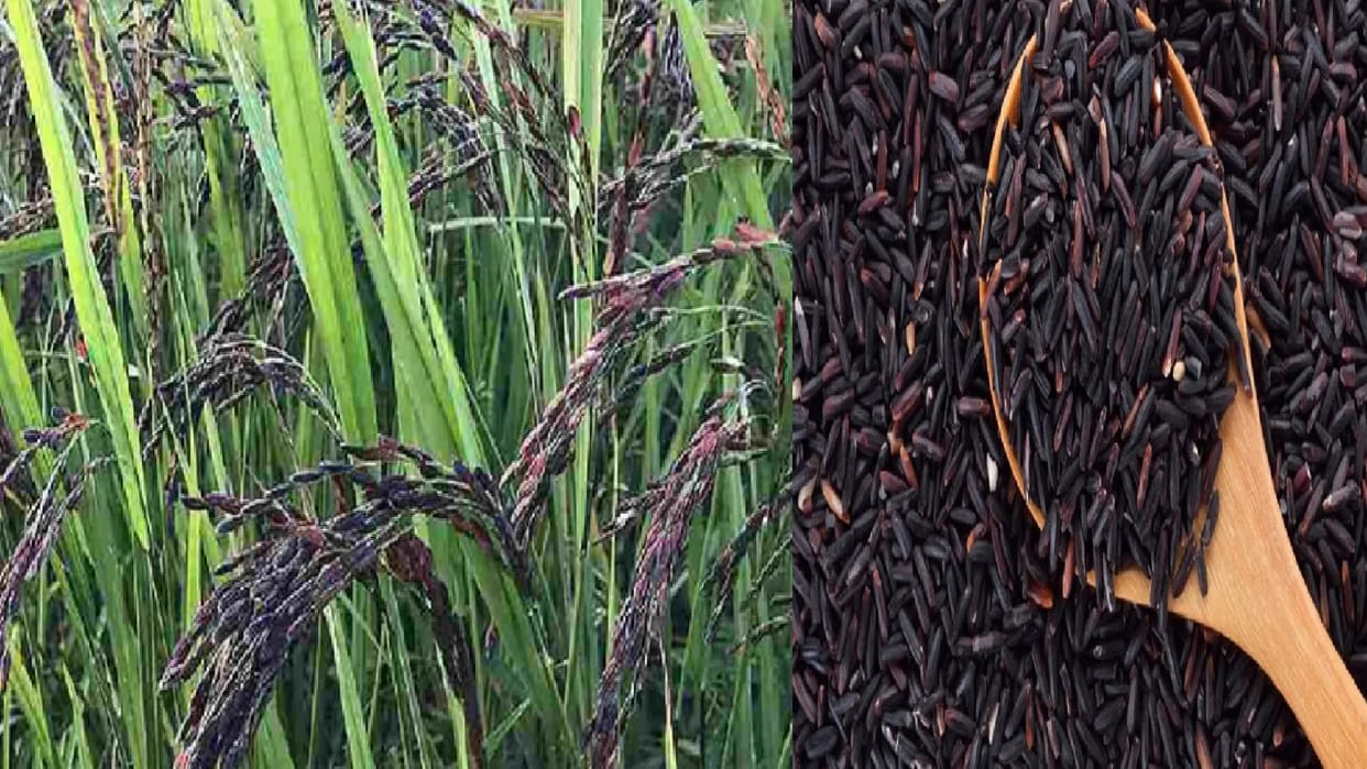 Chhattisgarh liked black salt rice, increased demand for seeds, full of fragrance, taste and health, know here