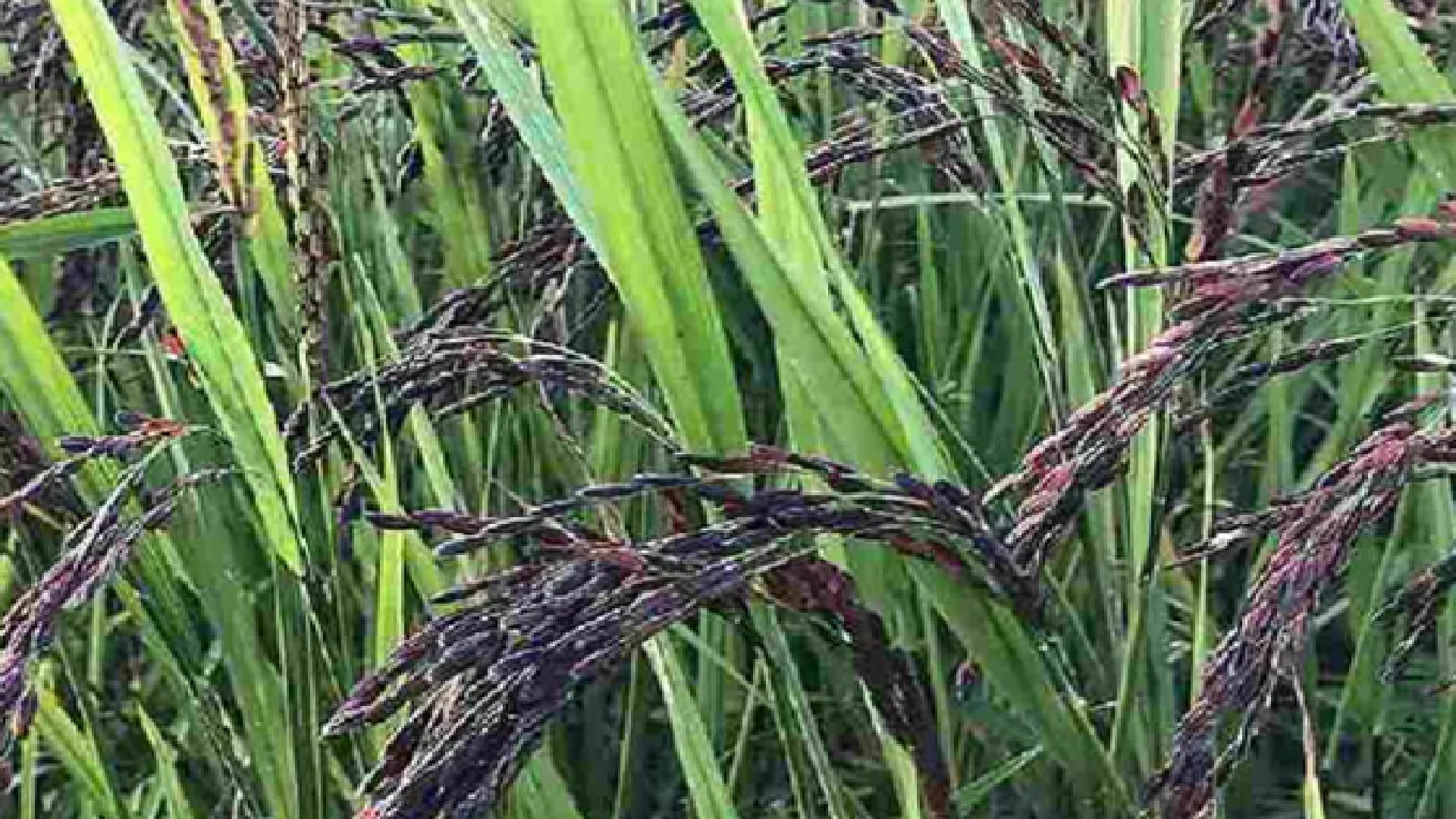 Chhattisgarh liked black salt rice, increased demand for seeds, full of fragrance, taste and health, know here