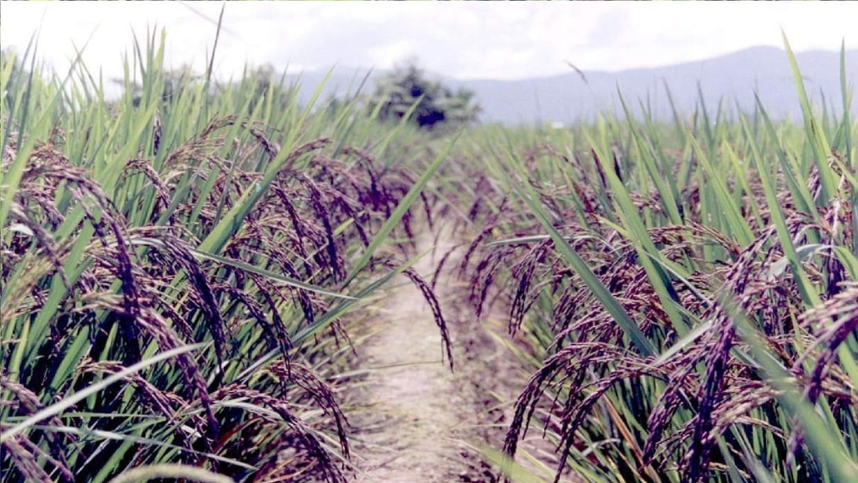Rice Production: Central Government estimates, this year rice production decline by 3.79 percent