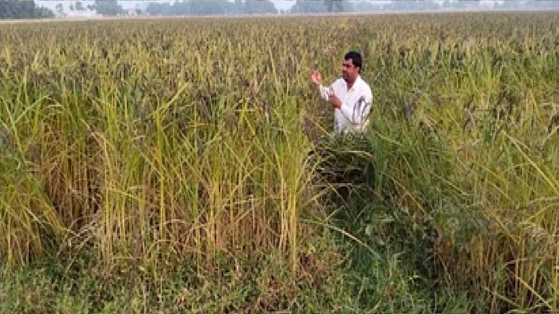 Chhattisgarh liked black salt rice, increased demand for seeds, full of fragrance, taste and health, know here