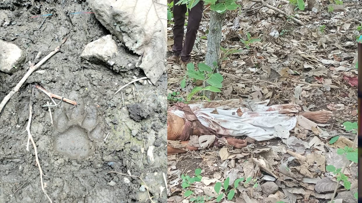 Wild animal hunted old man, dead body found in Mhow forest