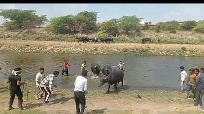 stubbornness to bathe buffaloes in Yamuna caught 17 buffaloes in agra