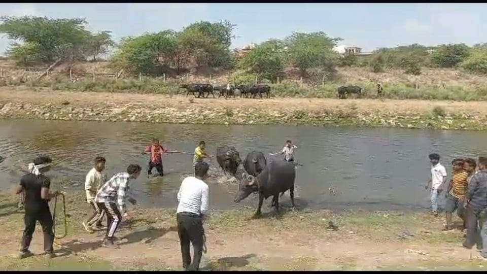 stubbornness to bathe buffaloes in Yamuna caught 17 buffaloes in agra