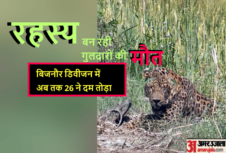 The prince of the jungle dying in human settlement