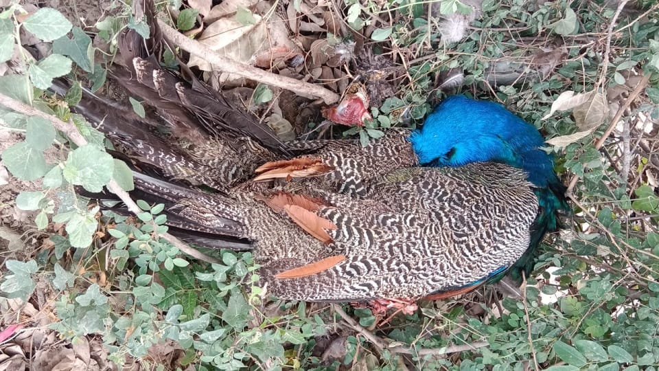National bird peacock attacked by dogs died