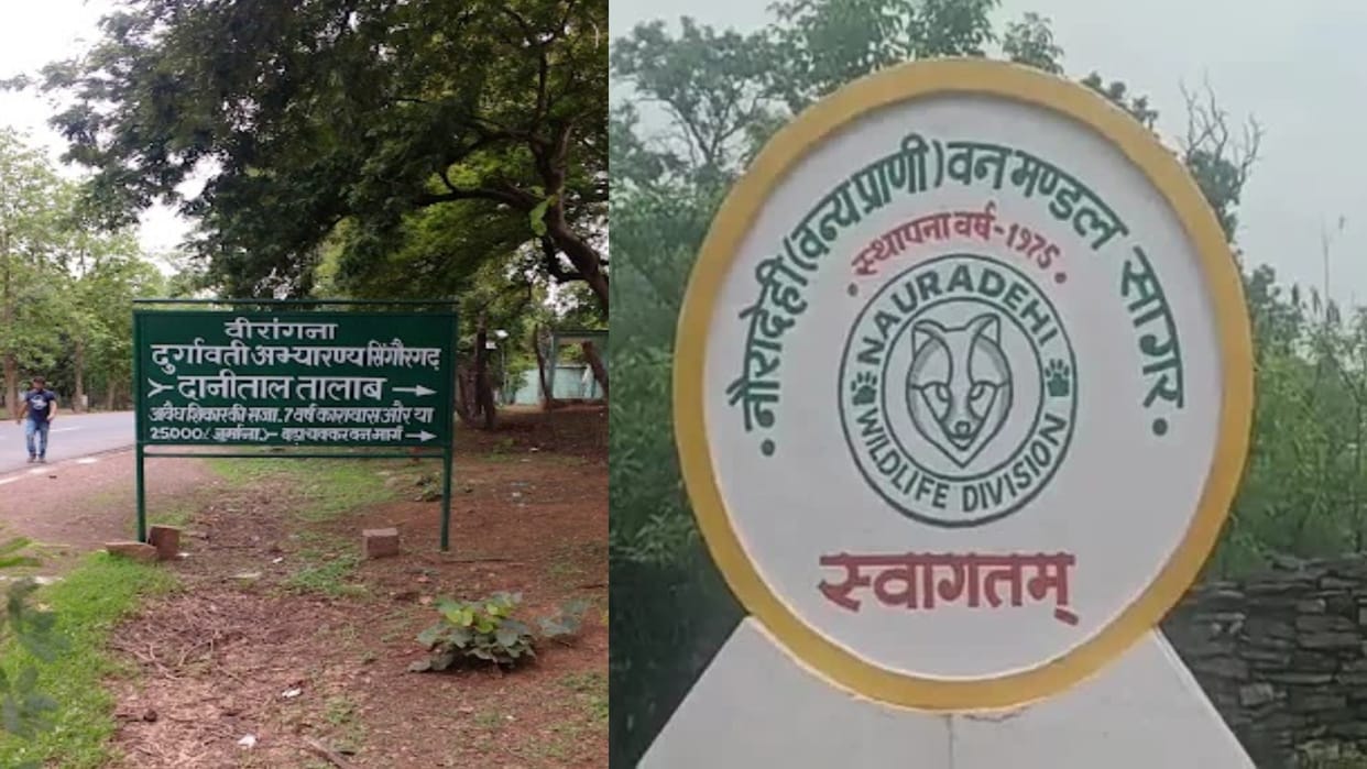 Damoh News: Nauradehi and Rani Durgavati Sanctuary will be the seventh tiger reserve of the state