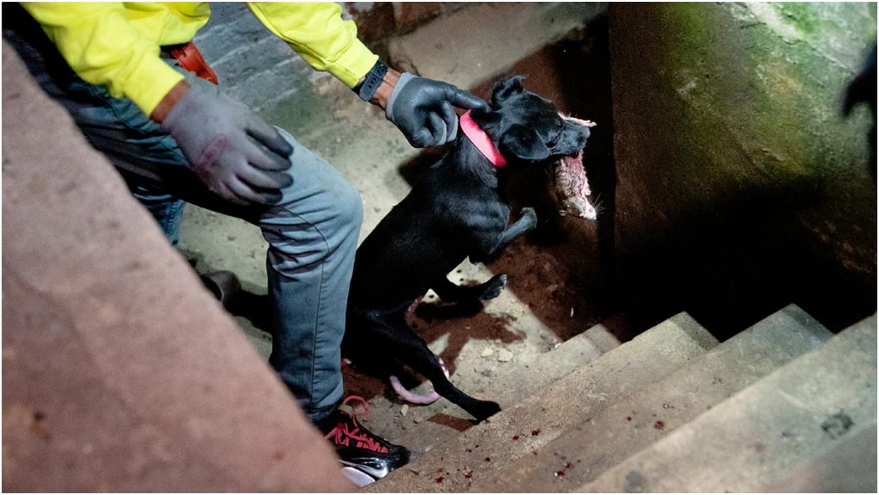 Washington Recruits Dogs And Cats In War On Rodents